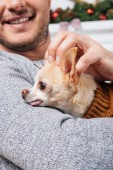 lövés a chihuahua aranyos kutya, a mosolygó ember kezében levágott