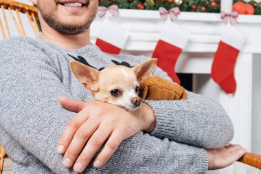 sallanan sandalye küçük chihuahua köpek Noel için dekore edilmiş oda elinde tutan adamın kırpılmış atış