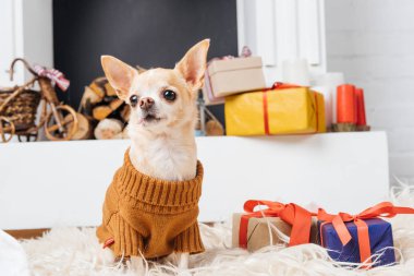 tarafından yakınındaki güzel chihuahua köpek Noel ile katta oturan kazaklı sunar