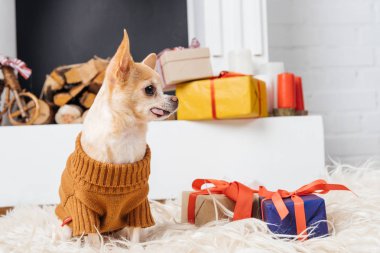 tarafından yakınındaki güzel chihuahua köpek Noel ile katta oturan kazaklı sunar