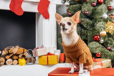 Noel hediyesi küçük chihuahua köpek kazaklı görünümünü kadar evde kapatın