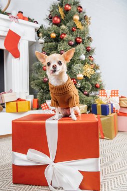 Noel hediyesi küçük chihuahua köpek kazaklı görünümünü kadar evde kapatın