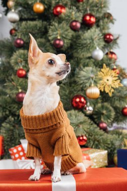 Noel hediyesi küçük chihuahua köpek kazaklı görünümünü kadar evde kapatın