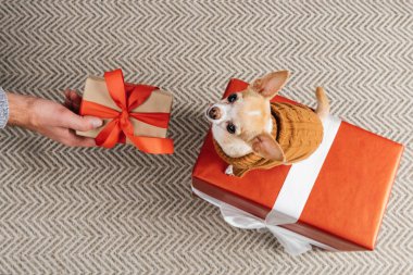partial view of man holding chrismtas gift for little chihuahua dog on wrapped present clipart