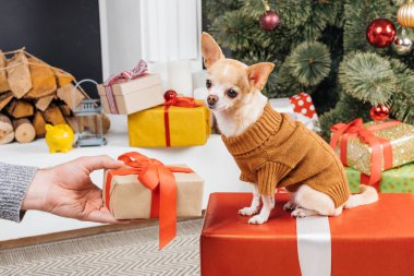 holding adam kısmi görünümünü Hediyelik Noel ağacı ile chihuahua köpek için arka plan üzerinde sarılı.