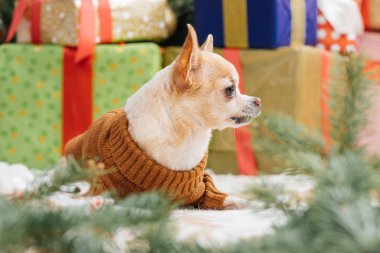 evde küçük chihuahua köpek Noel ile kahverengi kazaklı arkasında hediyeler