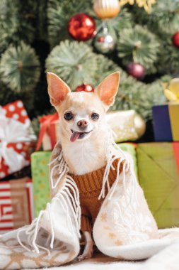 küçük chihuahua köpek kahverengi kazaklı dilini Noel hediyeleri ile evde yapıştırma