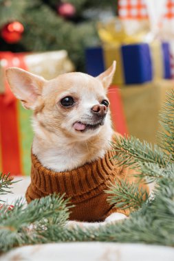 küçük chihuahua köpek kahverengi kazaklı dilini Noel hediyeleri ile evde yapıştırma