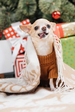 sevimli küçük chihuahua köpek Noel hediyelerini battaniyeyle görünümü arka plan üzerinde kadar kapatın