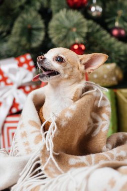 sevimli küçük chihuahua köpek Noel hediyelerini battaniyeyle görünümü arka plan üzerinde kadar kapatın