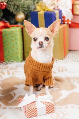 evde kadar sevimli chihuahua köpek kazaklı kaydırılan Noel hediyesi ile görünümünü kapat