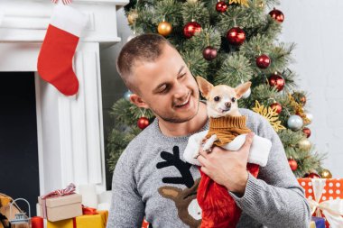 çok güzel chihuahua köpek şenlikli Noel ağacı ile arka planda tutan gülümseyen adam portresi