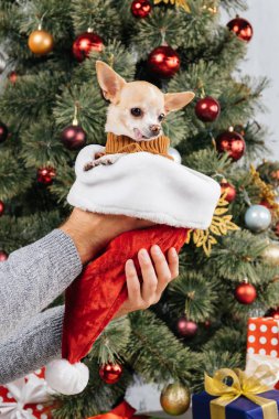 chihuahua köpek Noel ağacına arka plan üzerinde santa claus şapka tutan adamın kısmi görünümü