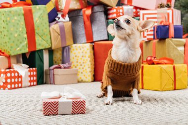 close up view of adorable chihuahua dog in sweater sitting near christmas presents on floor clipart