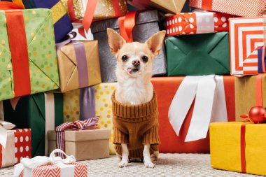 çok güzel chihuahua köpek Noel hediyelerini katta oturan kazaklı görünümünü kapat