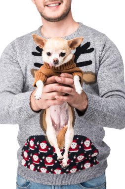 cropped shot of man in festive winter sweater holding little chihuahua dog isolated on white clipart