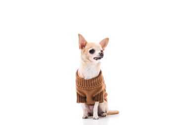 şirin chihuahua köpek üzerinde beyaz izole kahverengi kazaklı