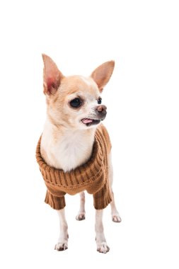şirin chihuahua köpek üzerinde beyaz izole kahverengi kazaklı