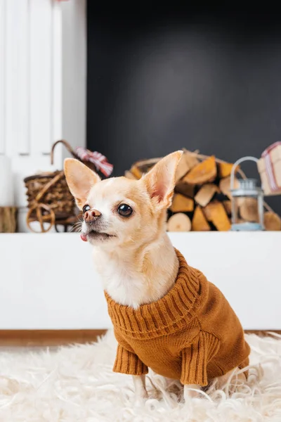 Close View Chihuahua Dog Sweater Fireplace — Stock Photo, Image