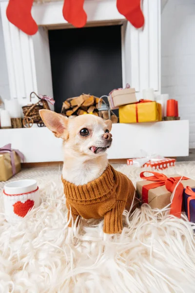 Close View Cute Chihuahua Dog Sweater Christmas Presents Cup Hot — Stock Photo, Image