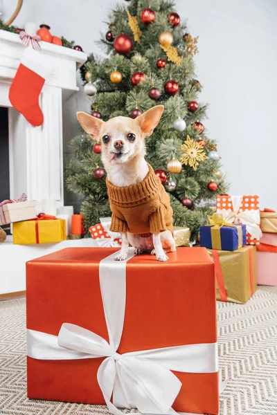 Stäng Upp Liten Chihuahua Hund Tröja Julklapp Hemma — Gratis stockfoto