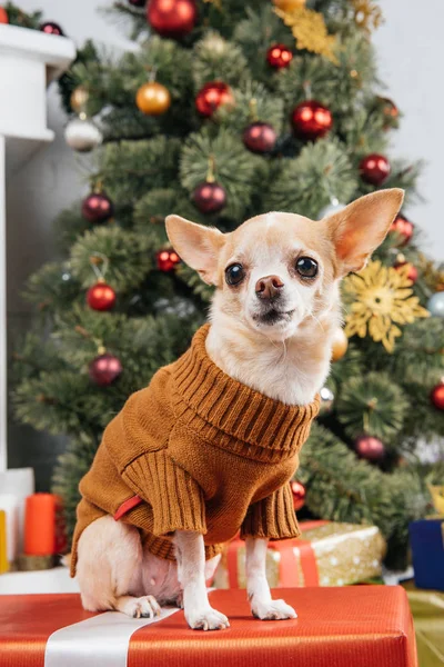 Noel Hediyesi Küçük Chihuahua Köpek Kazaklı Görünümünü Kadar Evde Kapatın — Stok fotoğraf