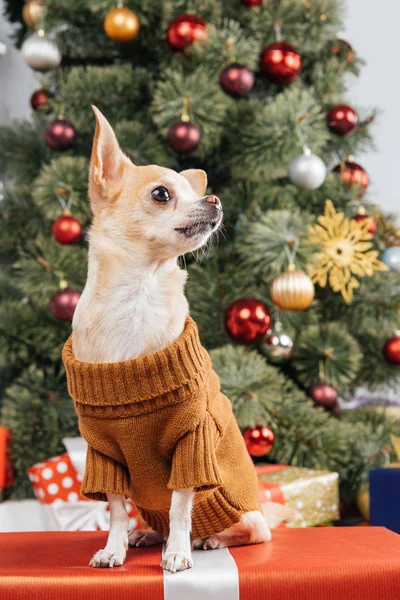 自宅クリスマス プレゼントに小さなチワワ犬のセーターのビューを閉じる — ストック写真