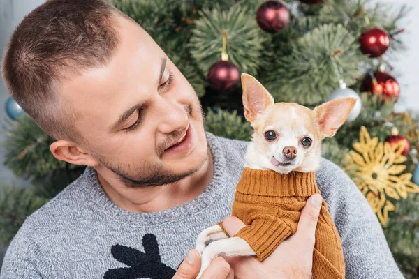 küçük chihuahua köpek evde elinde bakarak şenlikli kış kazaklı genç adam portresi