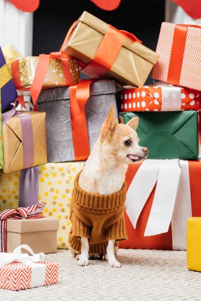 クリスマス プレゼントの近くの床に座ってセーターで愛らしいチワワ犬のクローズ アップ表示  — 無料ストックフォト