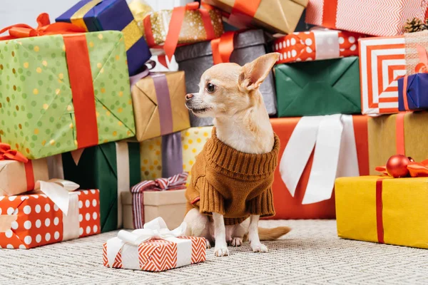 Close Van Schattige Chihuahua Hond Trui Zitten Buurt Van Kerstcadeaus — Stockfoto