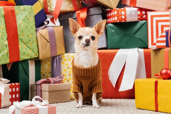 Close Vista Cão Chihuahua Adorável Suéter Sentado Perto Presentes Natal — Fotografia de Stock