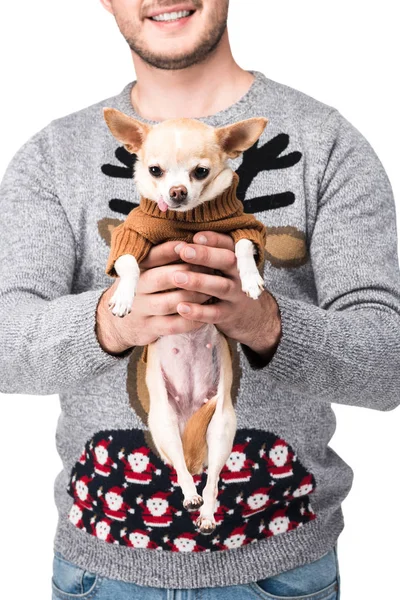 Recortado Tiro Hombre Festivo Invierno Suéter Celebración Poco Chihuahua Perro — Foto de Stock
