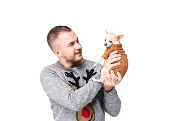 Portrait Man Festive Winter Sweater Holding Little Chihuahua Dog Isolated — Free Stock Photo