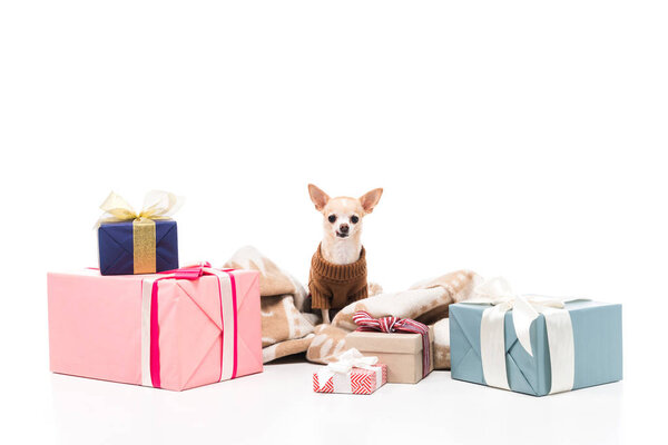 close up view of cute chihuahua dog in sweater sitting near christmas presents isolated on white