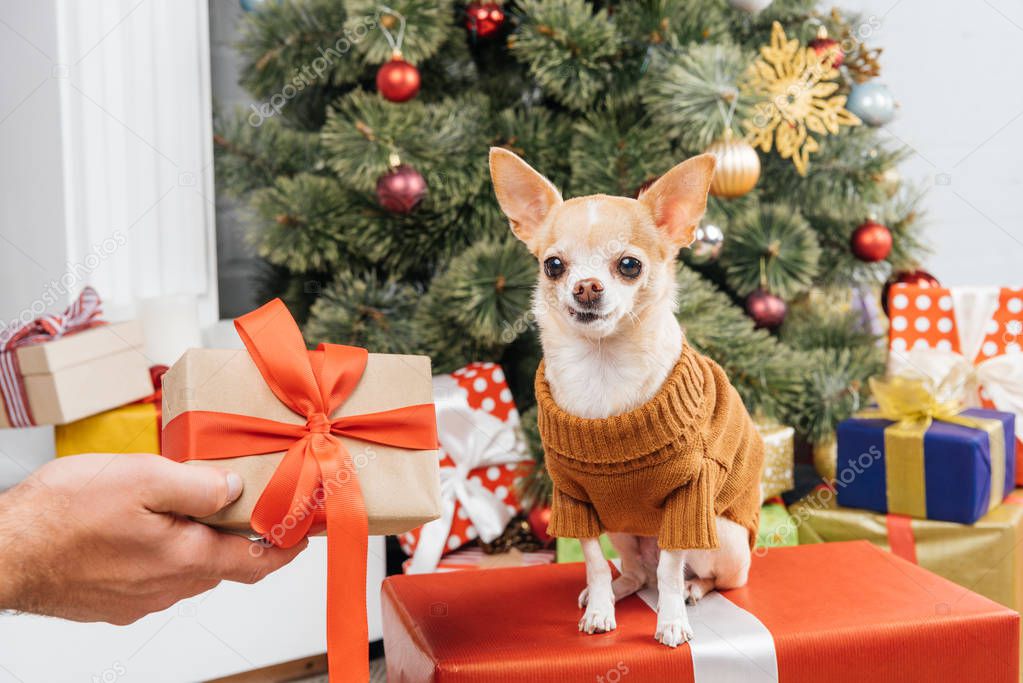 partial view of man holding wrapped gift for chihuahua dog with christmas tree on background