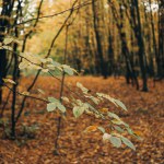 Selektivní fokus zelené listí na větvích stromu v lese zlaté