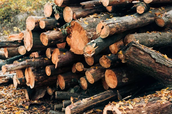 Close Stacked Wooden Logs Fallen Leaves — Stock Photo, Image