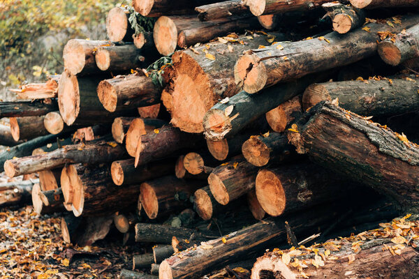 Close up of stacked wooden logs near fallen leaves 