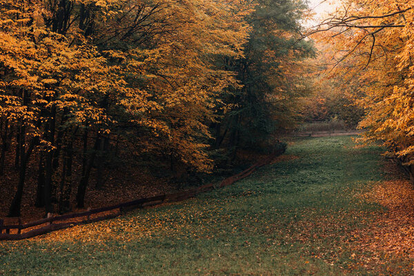 Тропинка с опавшими жёлтыми листьями в осеннем лесу
