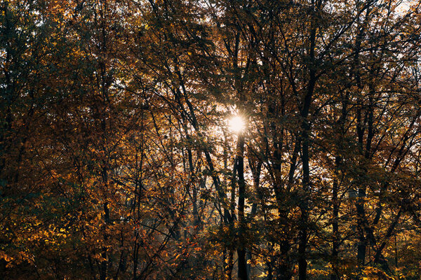 Sunshine through tree twigs in autumn park 