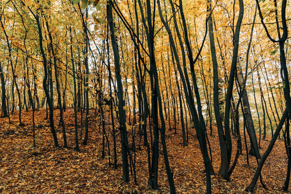 Yellow autumn leaves on tree branches in forest 