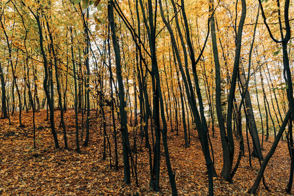 Желтые осенние листья на ветвях деревьев в лесу
 