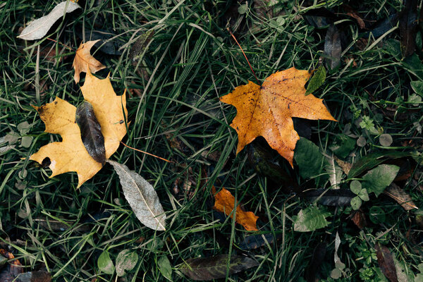 Close up of fallen golden leaves on green grass 