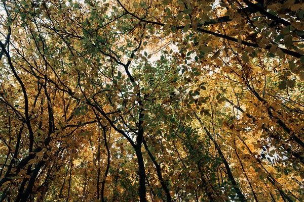 Bottom View Autumnal Trees Twigs Forest — Stock Photo, Image