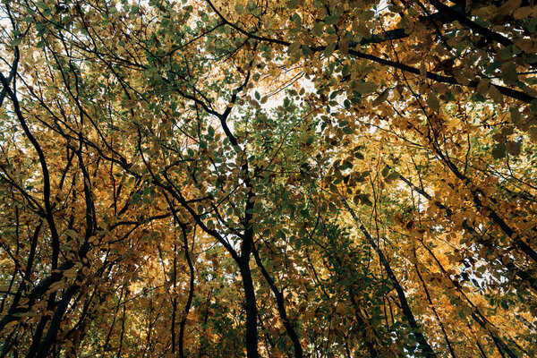 Bottom view of autumnal trees with twigs in forest 
