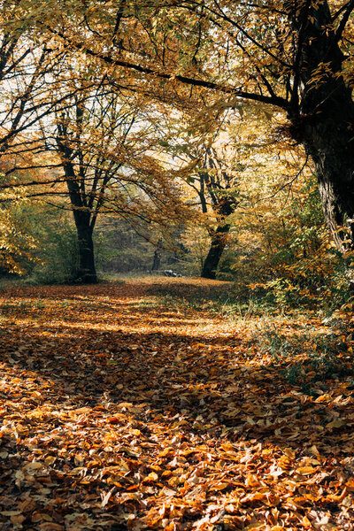 Солнце на опавших осенних листьях в парке
