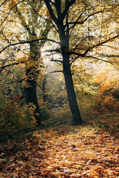 Güneş ışığında sonbahar ormandaki düşen yapraklar 