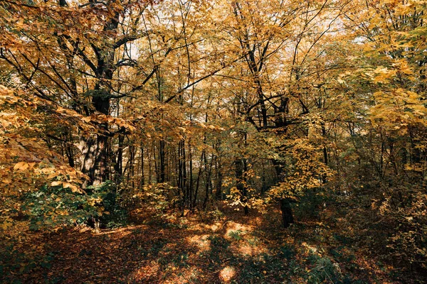 Sunshine in yellow autumn forest with trees 