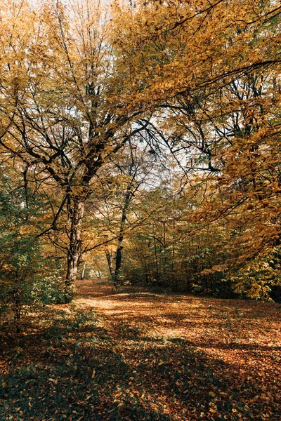 Feuilles Automne Sur Des Rameaux Arbres Dans Une Forêt Paisible — Photo