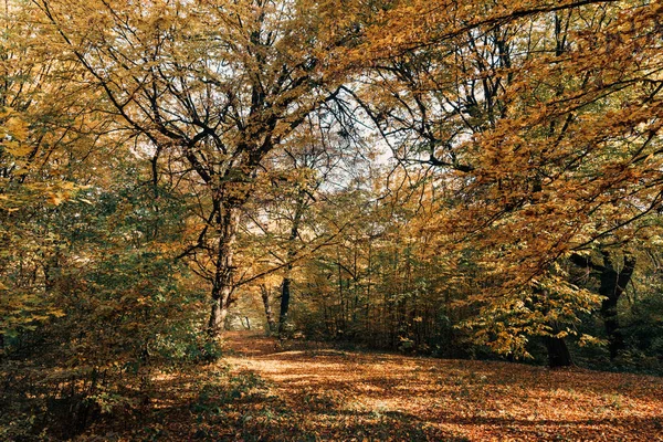 Sunlight on fallen leaves in autumn forest 